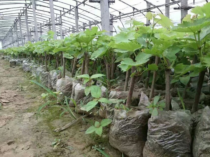 商丘夏黑葡萄苗，维多利亚阳光玫瑰，蓝宝石苗，占地葡萄苗