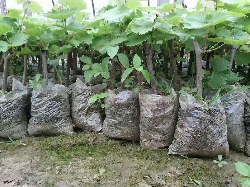 商丘夏黑葡萄苗，维多利亚阳光玫瑰，蓝宝石苗，占地葡萄苗