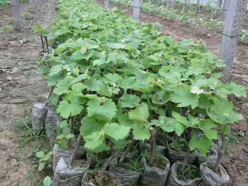 商丘夏黑葡萄苗，维多利亚阳光玫瑰，蓝宝石苗，占地葡萄苗