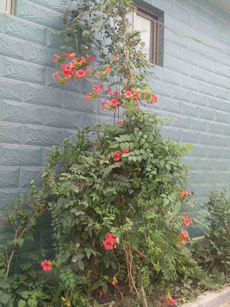 20万凌霄花木，绿化家庭种植一年苗美国凌霄