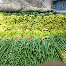 【牛商优选】蒜苔大量上市欢迎新老客户洽谈咨询保质保量