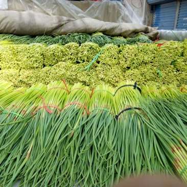 【牛商优选】蒜苔大量上市欢迎新老客户洽谈咨询保质保量