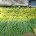 【牛商优选】蒜苔大量上市欢迎新老客户洽谈咨询保质保量