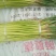 【牛商优选】蒜苔大量上市欢迎新老客户洽谈咨询保质保量