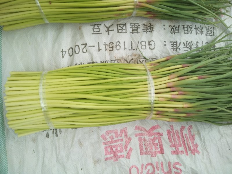 【牛商优选】蒜苔大量上市欢迎新老客户洽谈咨询保质保量