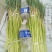 【牛商优选】蒜苔大量上市欢迎新老客户洽谈咨询保质保量