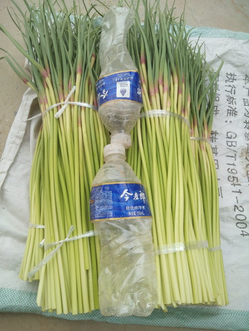【牛商优选】蒜苔大量上市欢迎新老客户洽谈咨询保质保量