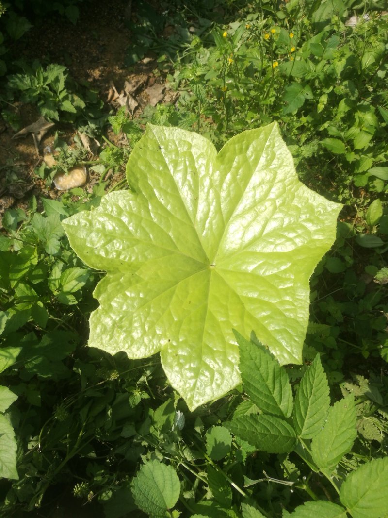 野生八角莲鲜活