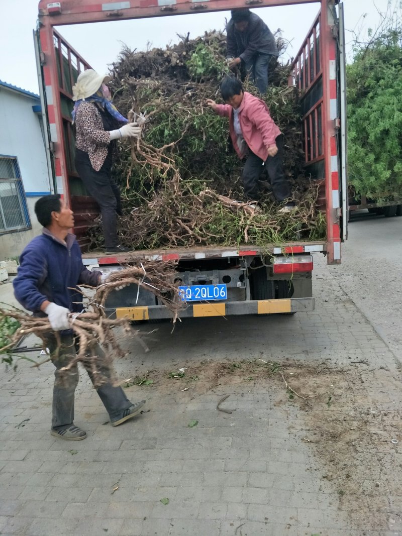 葡萄树苗！精品带叶葡萄树！常年大量供应！欢迎来电咨询订购