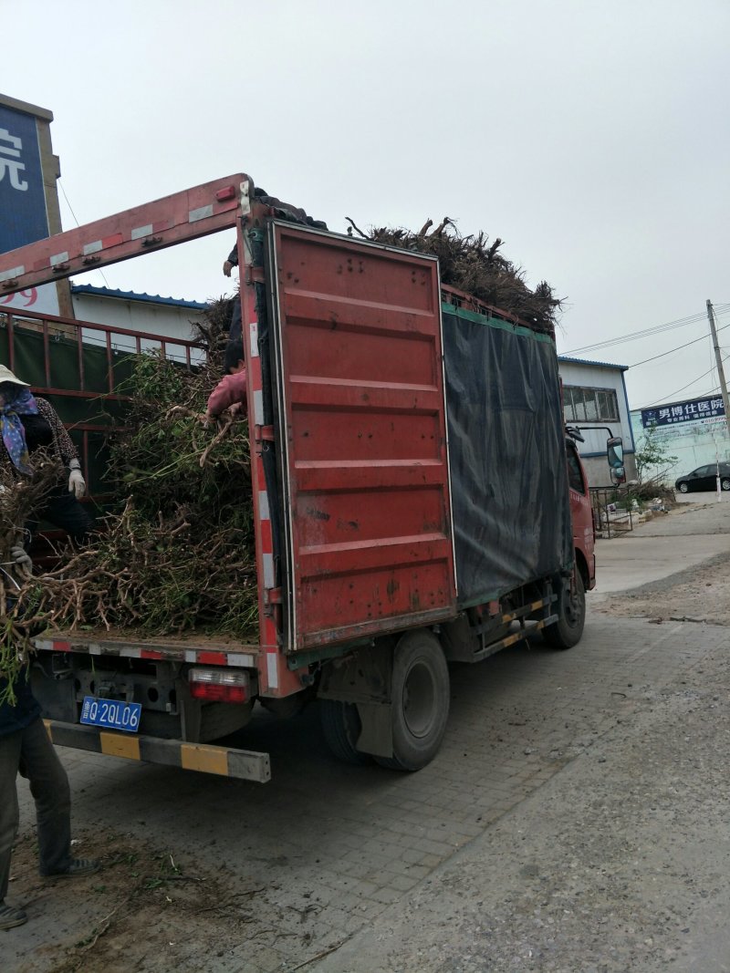 占地葡萄树！常年大量供应精品带叶葡萄树！欢迎来电咨询订购