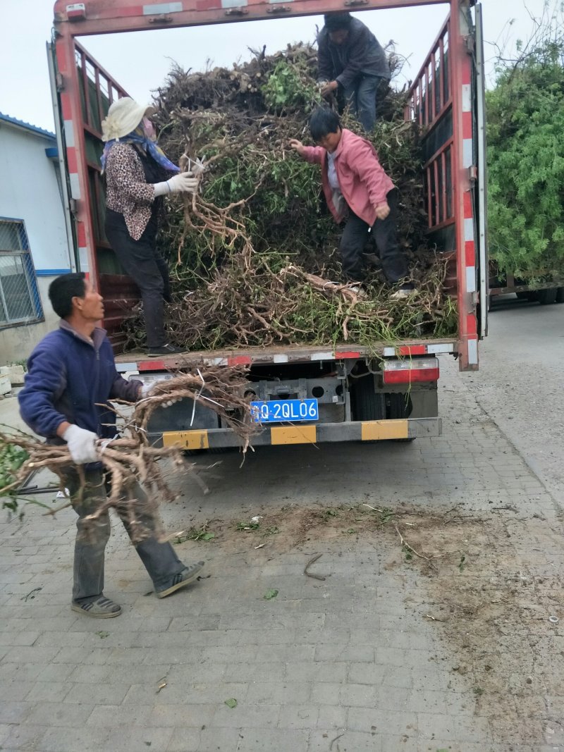 占地葡萄树！常年大量供应精品带叶葡萄树！欢迎来电咨询订购