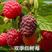 两年生大果双季红树莓苗基地批发价格直发