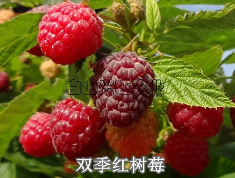 两年生大果双季红树莓苗基地批发价格直发