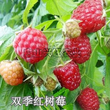 株高20-30公分当年结果苗两年生大果双季红树莓苗