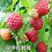 株高20-30公分当年结果苗两年生大果双季红树莓苗