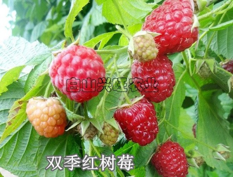 株高20-30公分当年结果苗两年生大果双季红树莓苗