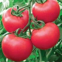 西红柿苗番茄苗品种优良硬粉大果持续接果时间长
