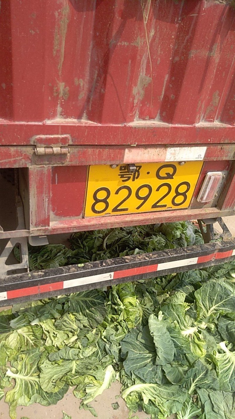 牛心甘兰0.5~1公斤，大量上市现砍现装