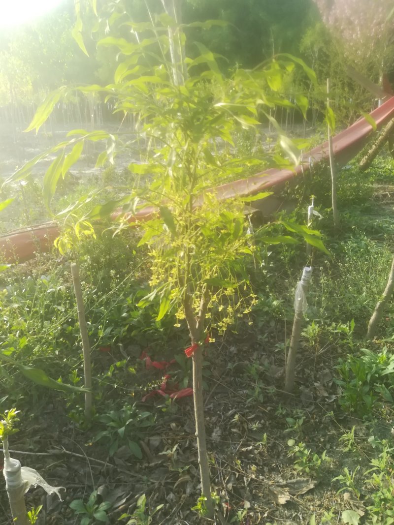 金丝吊蝴蝶，樱花，丝棉木