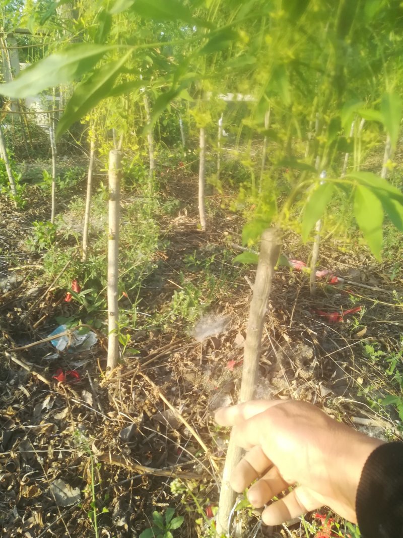 金丝吊蝴蝶，樱花，丝棉木