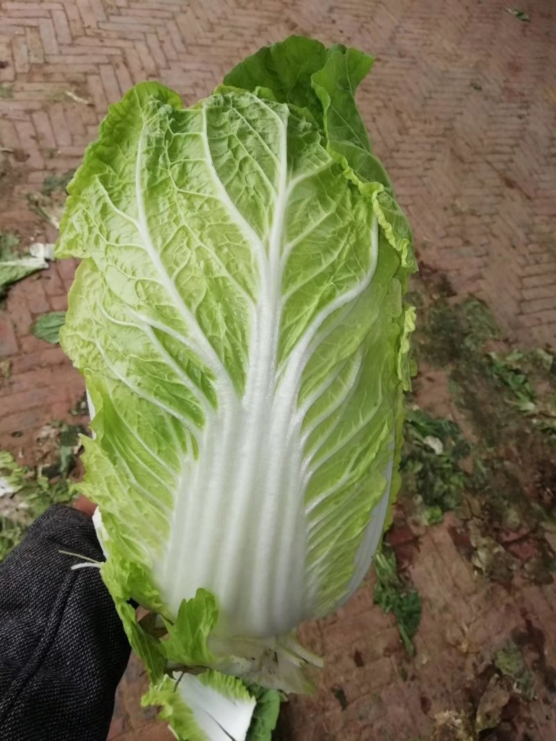 定州三号白菜，大量供应，产地直发，需要的联系
