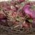 紫皮洋葱，大小均匀，质量好，产地直供，欢迎选购