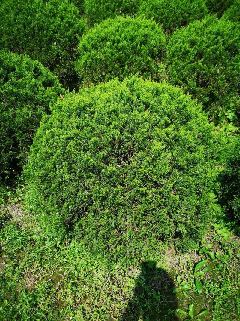 龙柏球