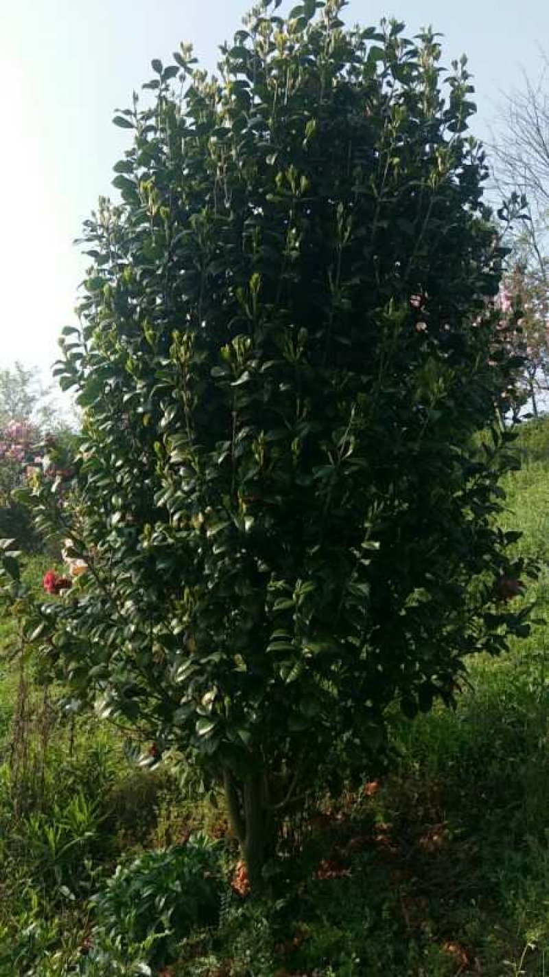 红珍露茶花耐冬茶花