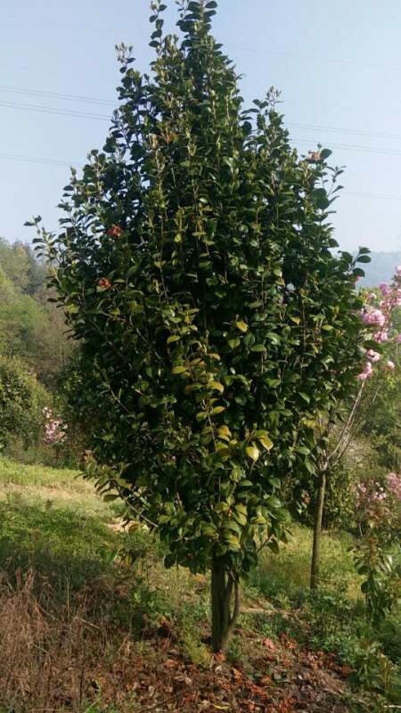 红珍露茶花耐冬茶花