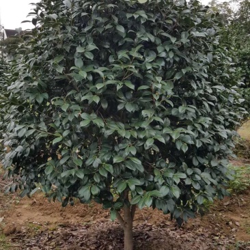 红珍露茶花耐冬茶花