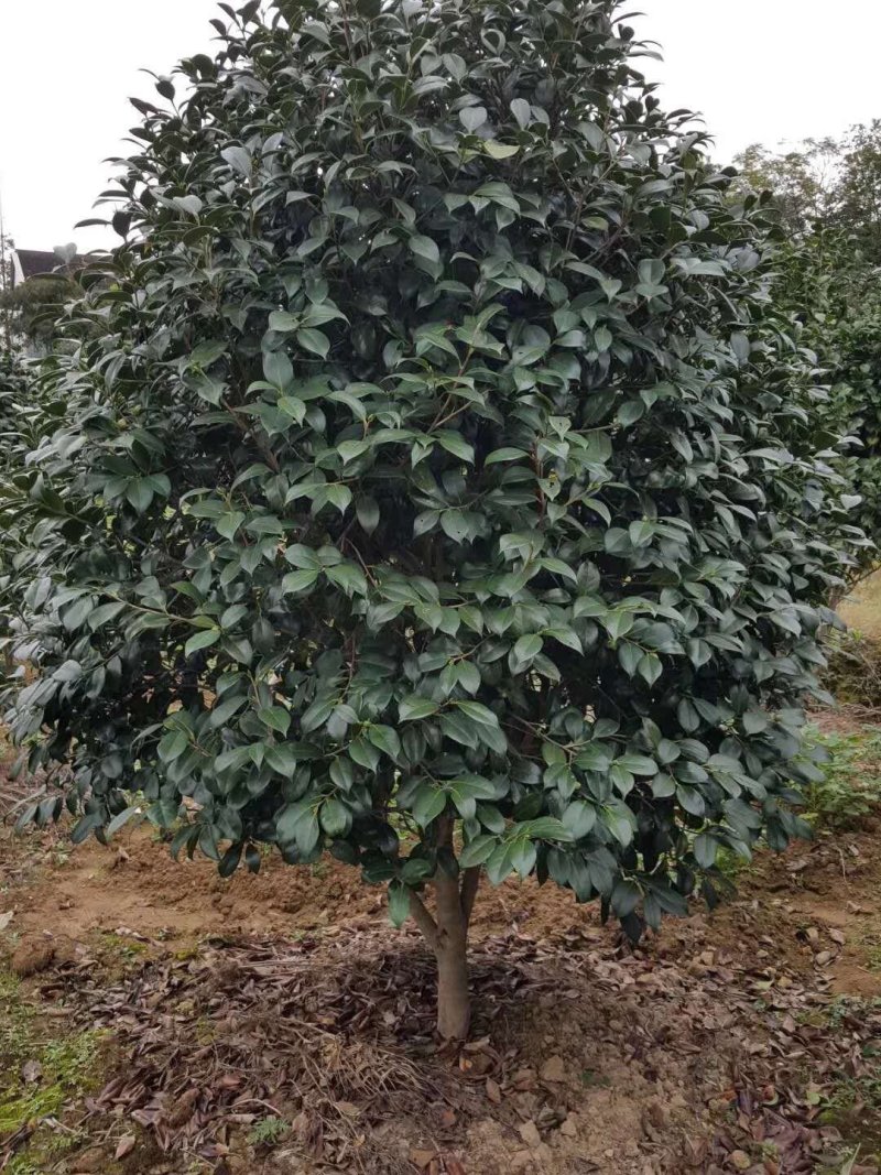 红珍露茶花耐冬茶花