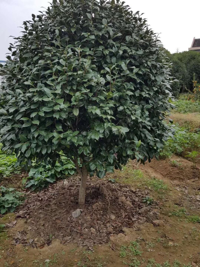 红珍露茶花耐冬茶花