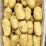 荷兰十五土豆大量现货供应价格美丽等你来电
