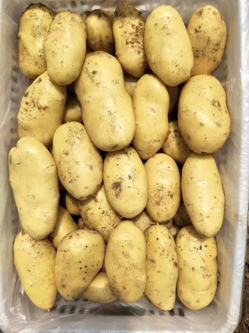荷兰十五土豆大量现货供应价格美丽等你来电