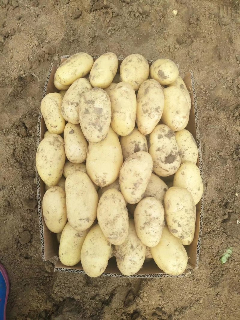 荷兰十五土豆大量现货供应价格美丽等你来电