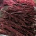牛肉干猪肉风干鸭肉风干鸡肉风干预包装散装称重