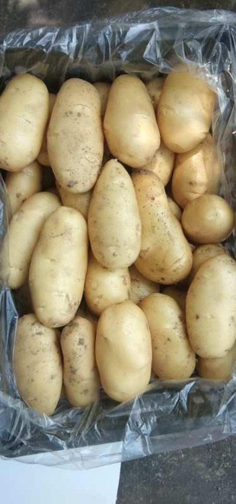 荷兰十五土豆量大从优欢迎来电咨询专业代办