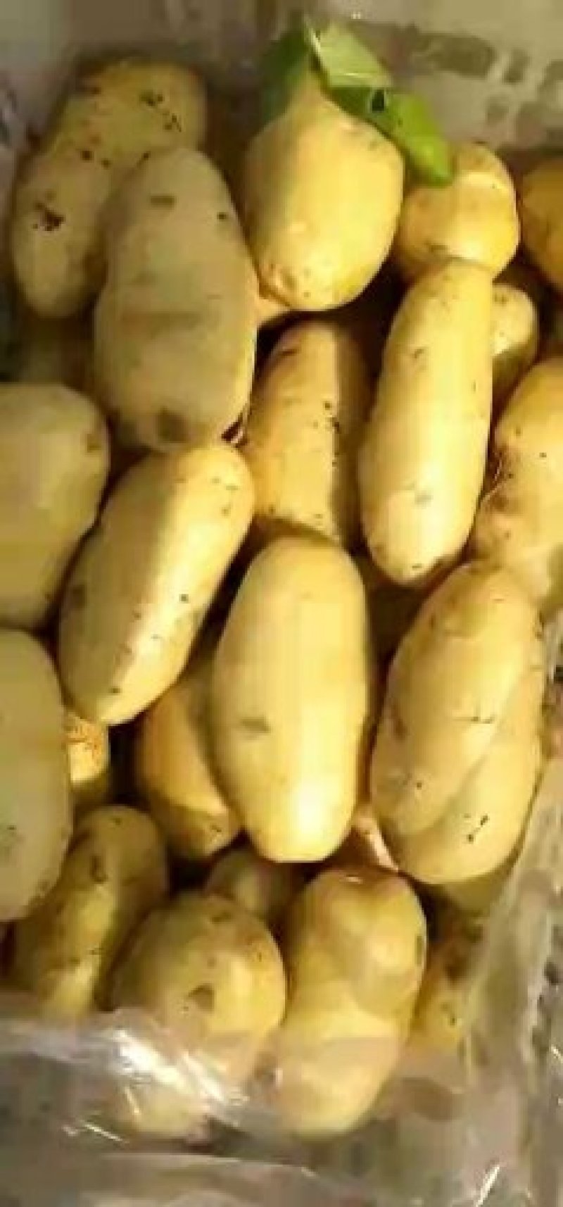 荷兰十五土豆量大从优欢迎来电咨询专业代办