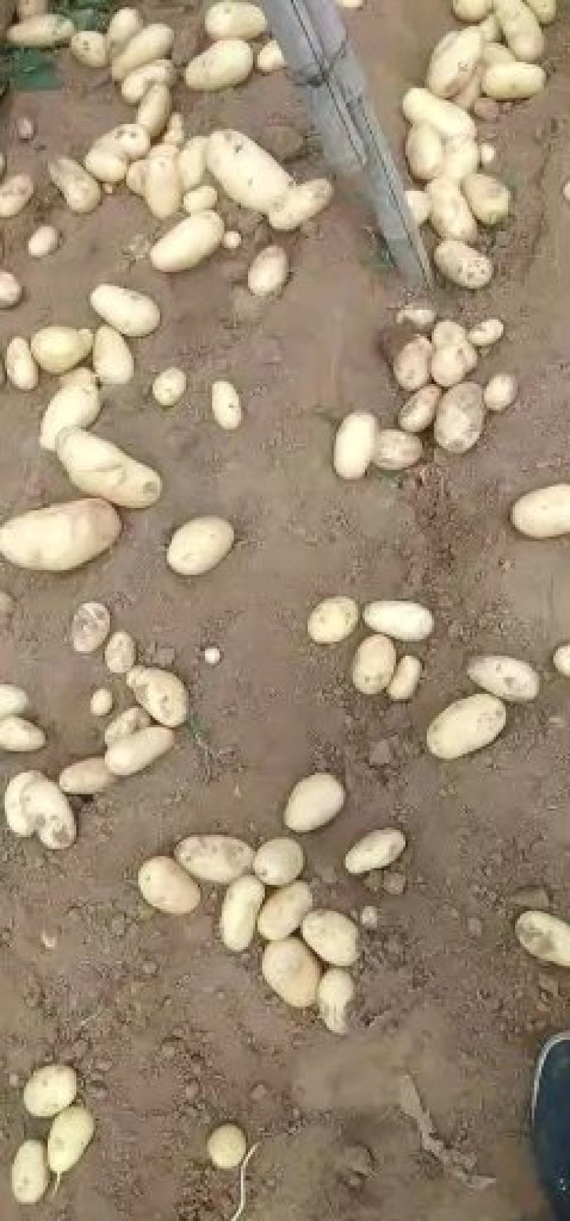荷兰十五土豆量大从优欢迎来电咨询专业代办