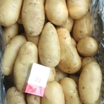 荷兰十五土豆量大从优欢迎来电咨询专业代办