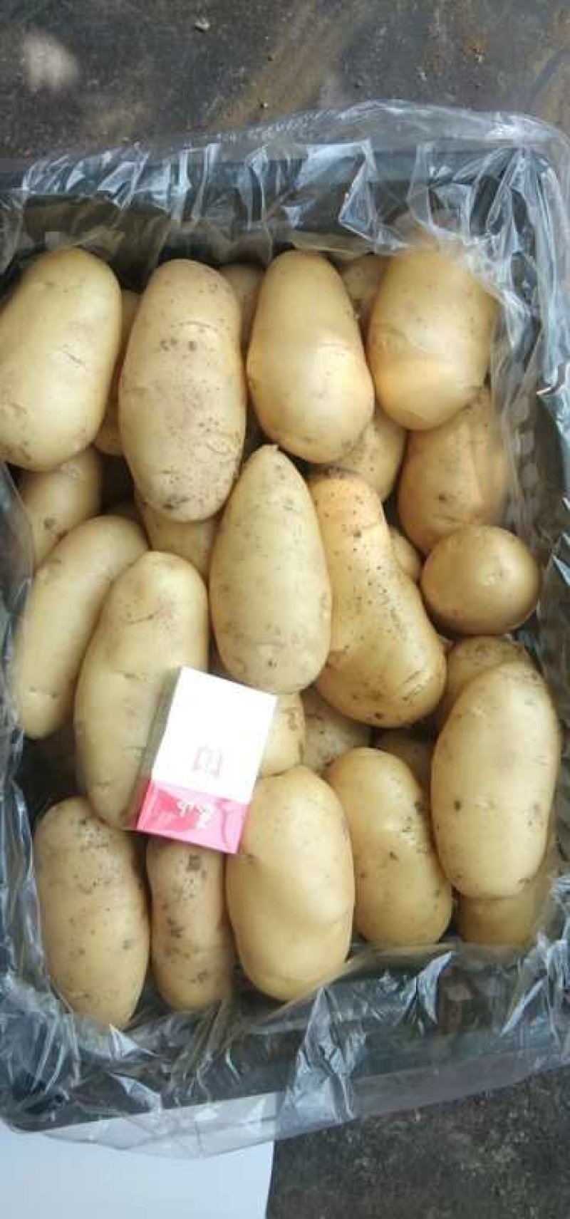 荷兰十五土豆量大从优欢迎来电咨询专业代办