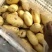 荷兰十五土豆量大从优欢迎来电咨询专业代办