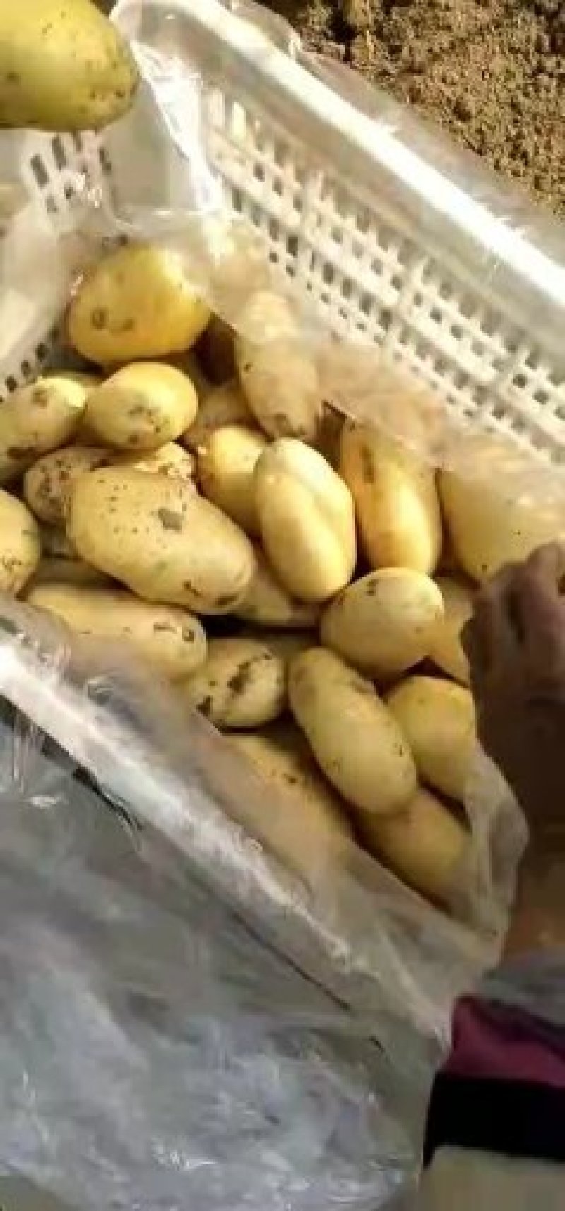 荷兰十五土豆量大从优欢迎来电咨询专业代办