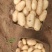 荷兰十五土豆量大从优欢迎来电咨询专业代办