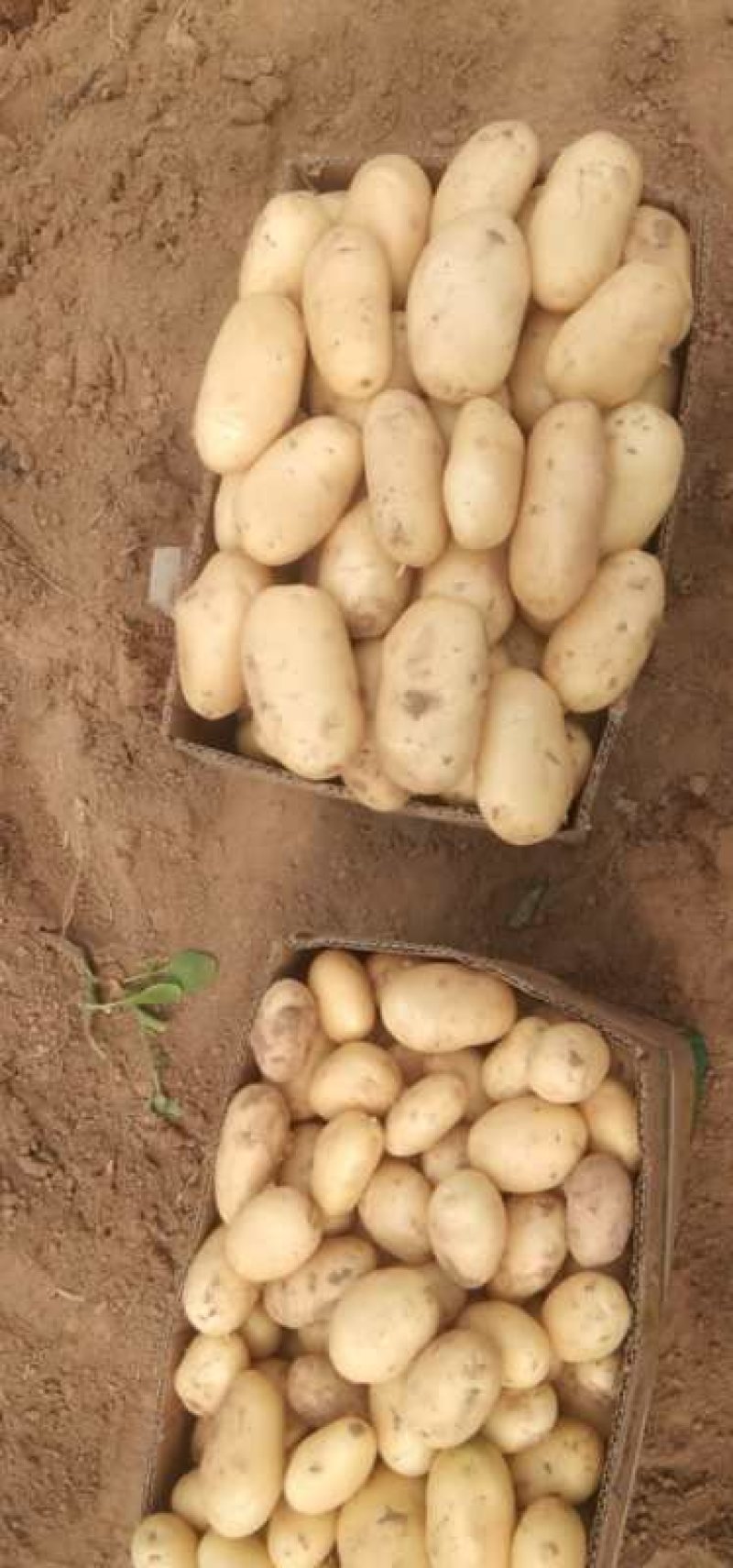 荷兰十五土豆量大从优欢迎来电咨询专业代办