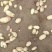 荷兰十五土豆量大从优欢迎来电咨询专业代办