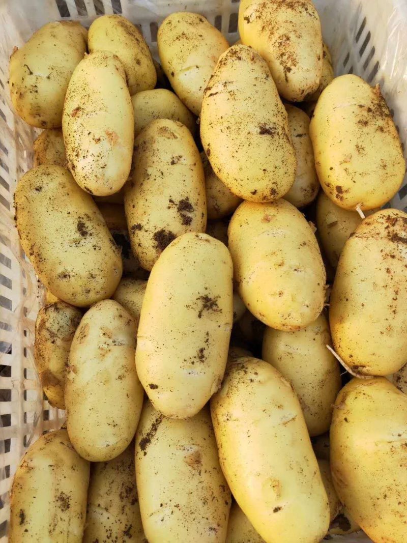 荷兰十五土豆量大从优欢迎来电咨询专业代办
