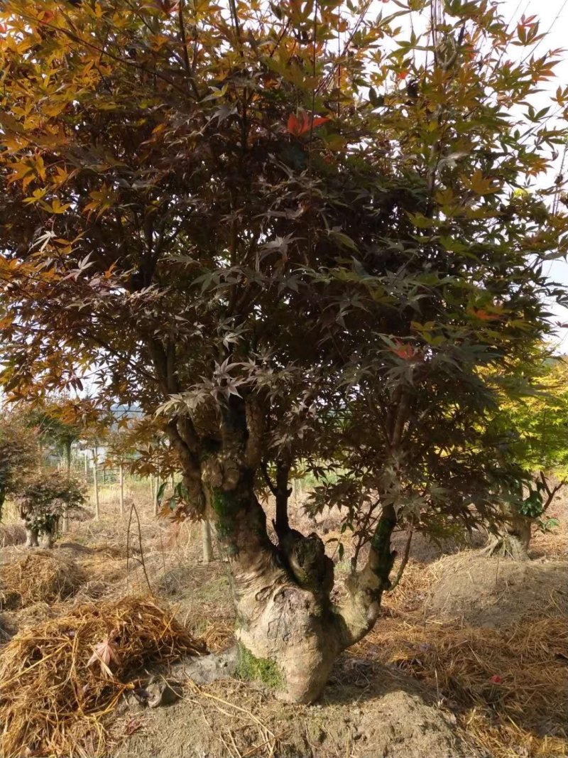 红枫美国红枫古装红枫基地大量直供