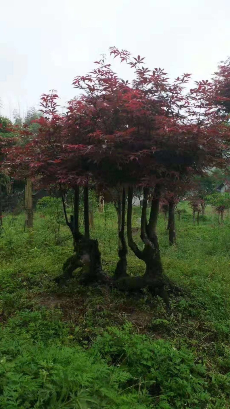 红枫美国红枫古装红枫基地大量直供