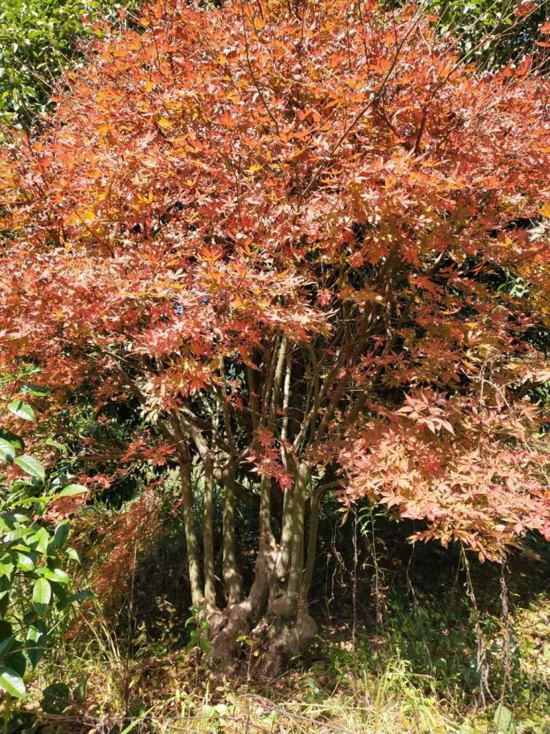 红枫美国红枫古装红枫基地大量直供